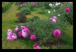 Rundalepils -23-06-2015 - Bogdan Balaban